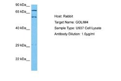 GOLPH4 Antibody, Novus Biologicals 100 &mu;L | Buy Online | Novus Biologicals | Fisher Scientific